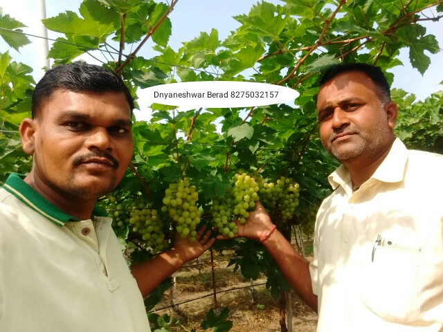 Green Planet Bio Products Nashik Mobile  shop Nashik